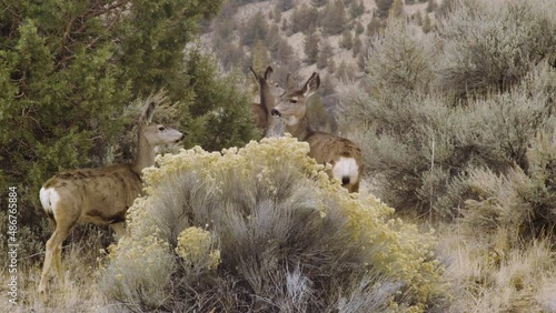 Herd of deer run into the high desert brush.