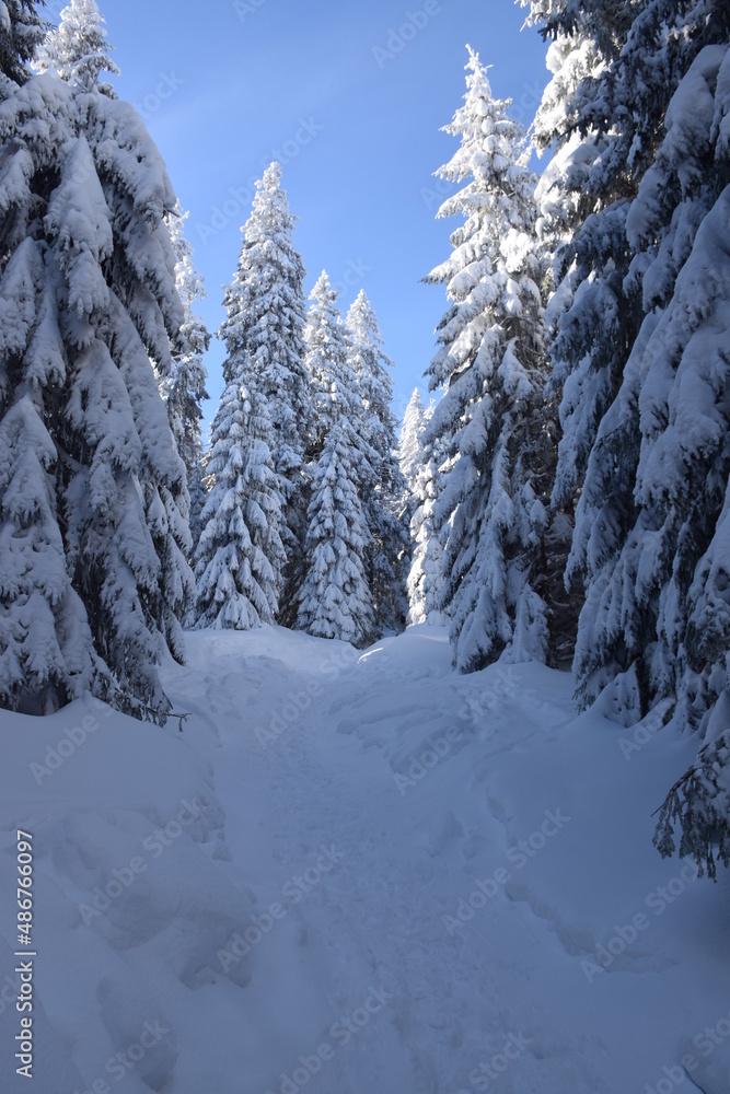 Fototapeta premium Zima 