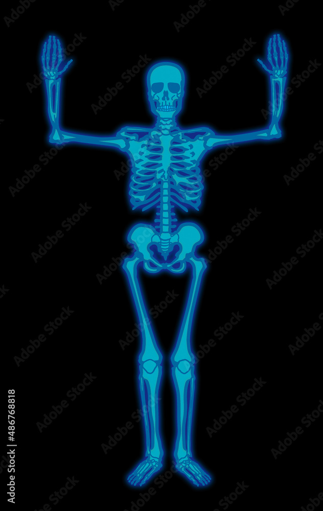 squelette, anatomie, corps, muscle, medicales, bleu,   illustration, humain, os, 3-d, crâne, radiographie, os, biologie, musculaire, médecine, femme, osseux, science, santé, colonne vertébrale, gens, 