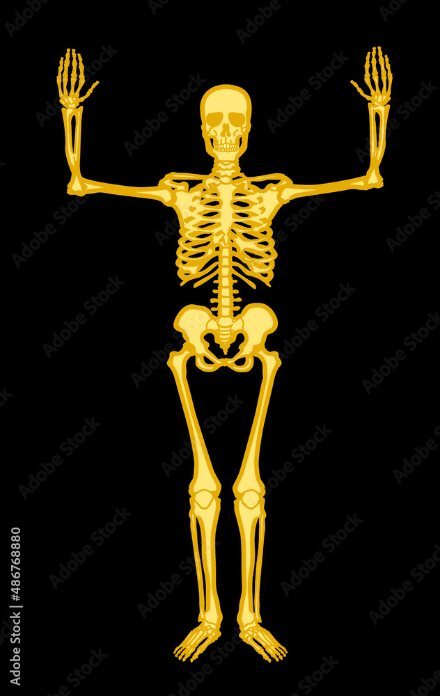 squelette, anatomie, corps, muscle, medicales, jaune, illustration, humain,  os, 3-d, crâne, radiographie, os, biologie, musculaire, médecine, femme,  osseux, science, santé, colonne vertébrale, gens, Stock Illustration