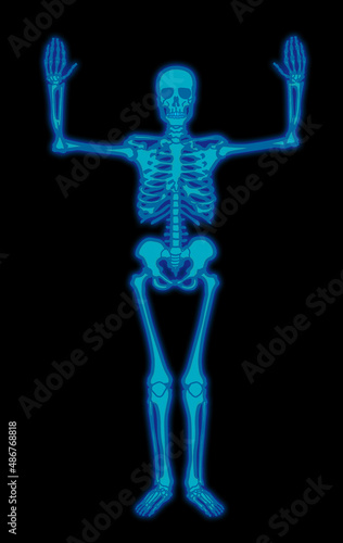 squelette, anatomie, corps, muscle, medicales, bleu, illustration, humain, os, 3-d, crâne, radiographie, os, biologie, musculaire, médecine, femme, osseux, science, santé, colonne vertébrale, gens, 