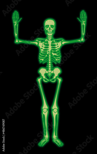 squelette, anatomie, corps, muscle, medicales, vert, illustration, humain, os, 3-d, crâne, radiographie, os, biologie, musculaire, médecine, femme, osseux, science, santé, colonne vertébrale, gens, a