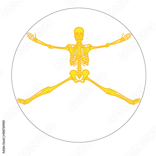 squelette, anatomie, corps, muscle, medicales, cercle, jaune ,    illustration, humain, os, 3-d, crâne, radiographie, os, biologie, musculaire, médecine, femme, osseux, science, santé, colonne vertébr