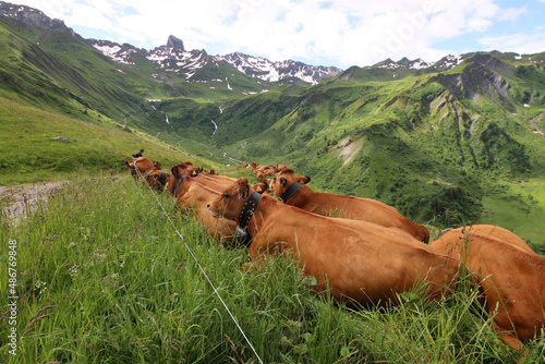 Vaches - Tarentaise photo