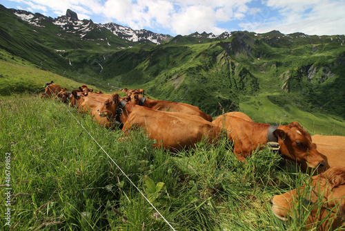 Vaches - Tarentaise photo