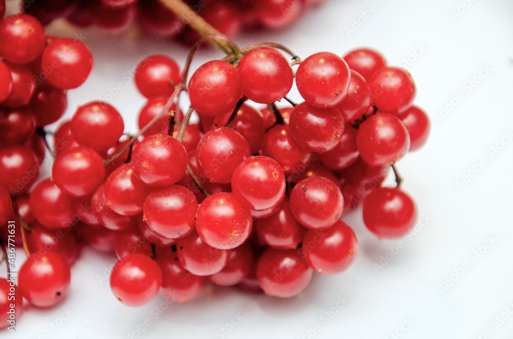 Viburnum ordinary. Bunch of viburnum with red berries close-up, ripe berries of viburnum on a white background Viburnum ordinary. Bunch of viburnum with red berries close-up, ripe berries of viburnum on a white background