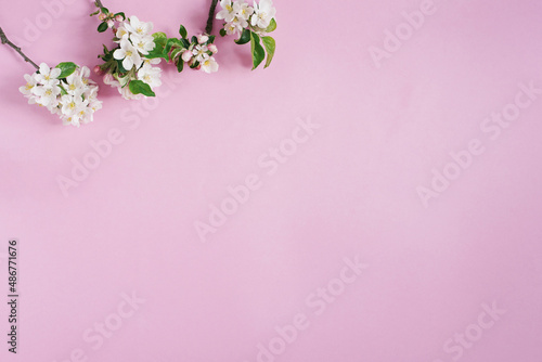 Minimalistic concept. Branches of an apple tree with white flowers on a pink background. Creative lifestyle, spring concept. Flat lay, top view. © Sunshine