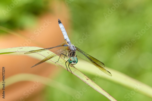 Dragonfly in garden beautiful macro high quality photo background