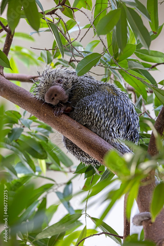 close up shot of a cute Brazilian porcupine (Coendou prehensilis) photo