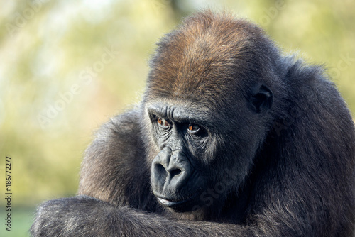 close up of a young female Western Lowland gorilla on blurred background © Edwin Butter