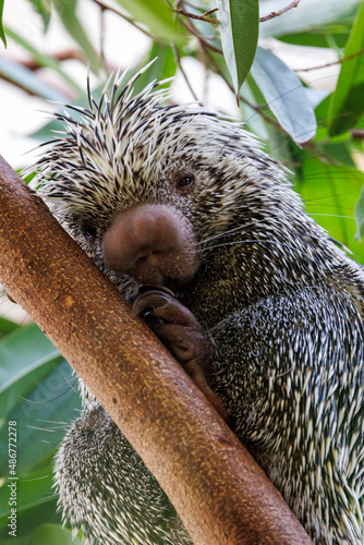 close up shot of a cute Brazilian porcupine (Coendou prehensilis) photo