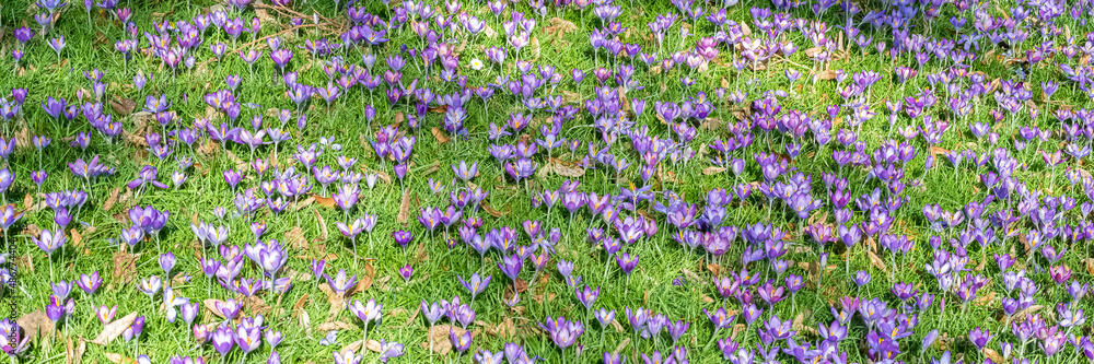 Blue crocus in the garden at the end of the winter Blue crocus in the garden at the end of the winter
