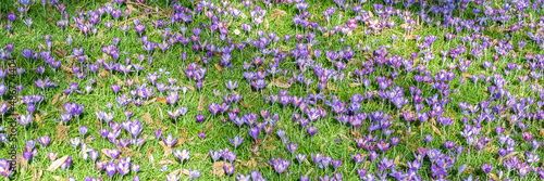 Blue crocus in the garden at the end of the winter