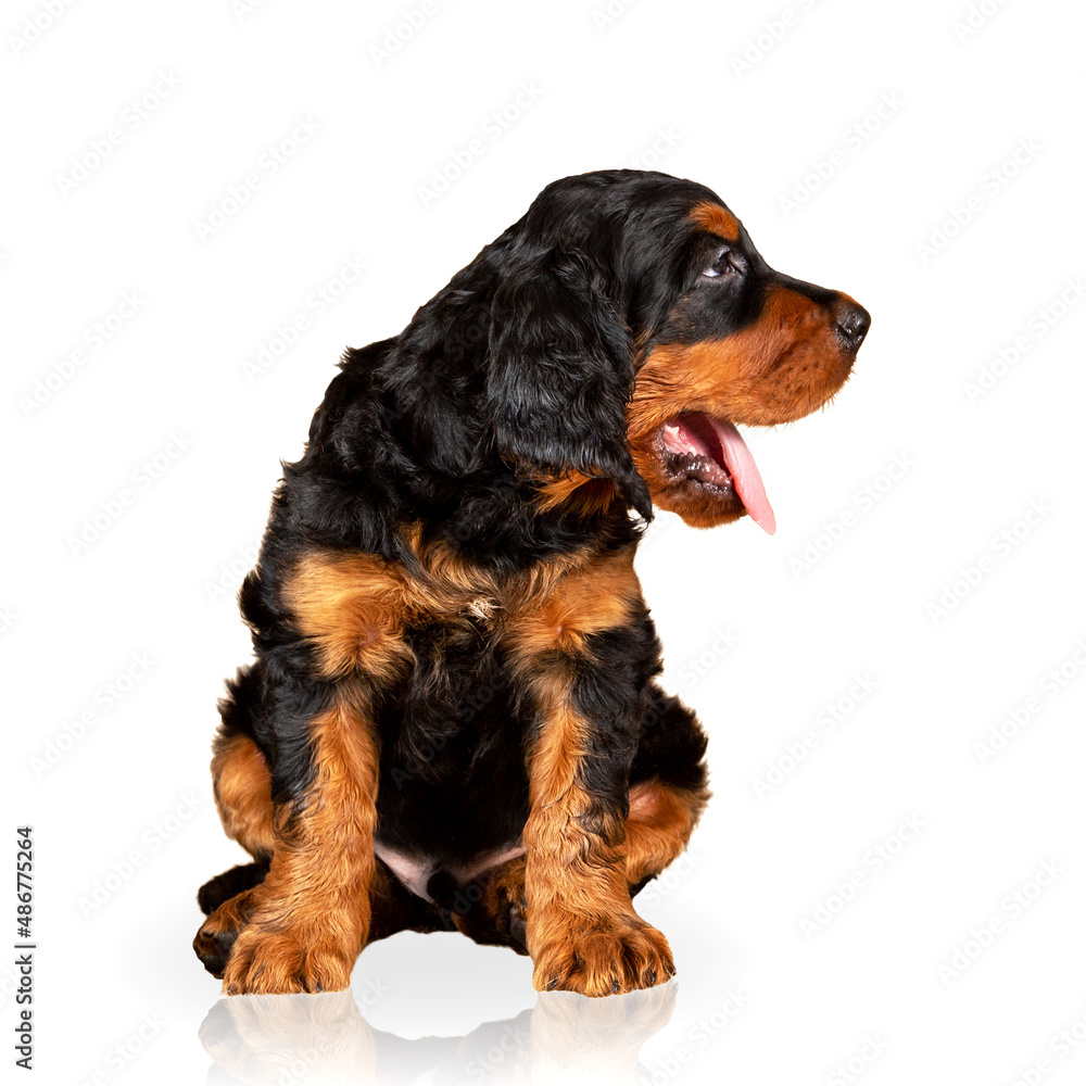 Portrait of an adorable gordon setter puppy isolated on white background