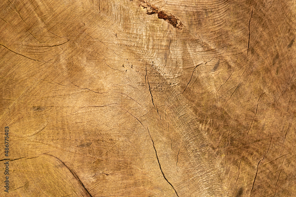 tło z naturalnego drewna ściętego pnia drzewa - obrazy, fototapety, plakaty 