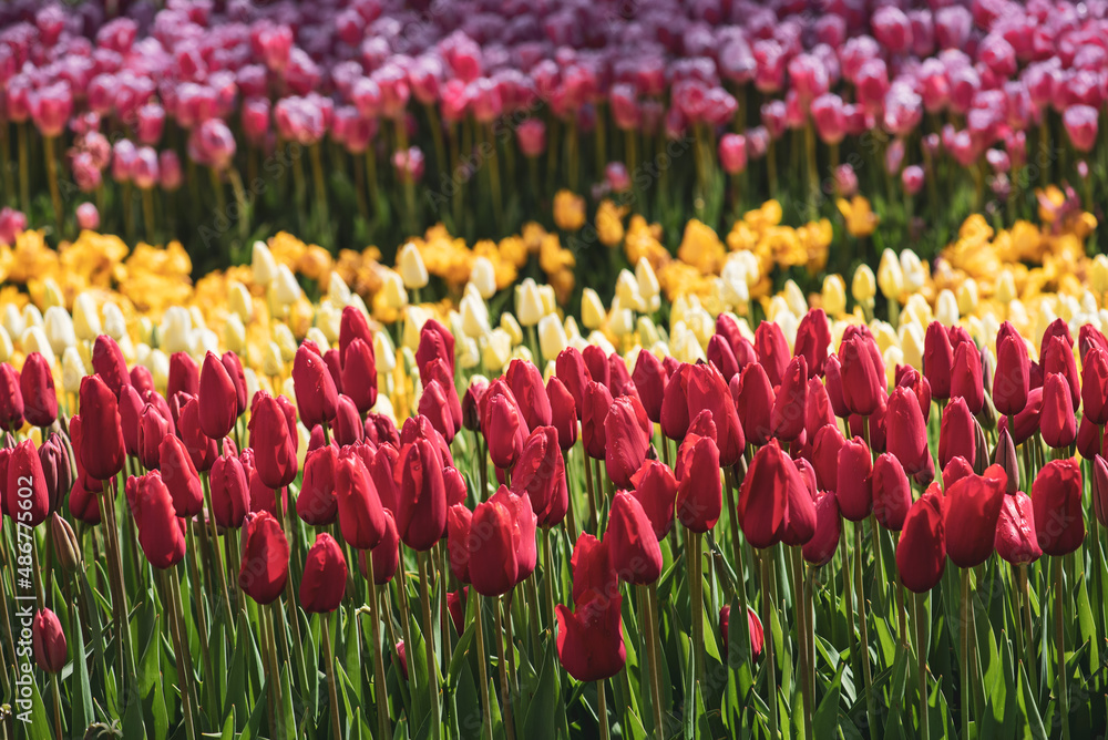 Colorful Tulips At Emirgan Park, Istanbul Colorful Tulips At Emirgan Park, Istanbul