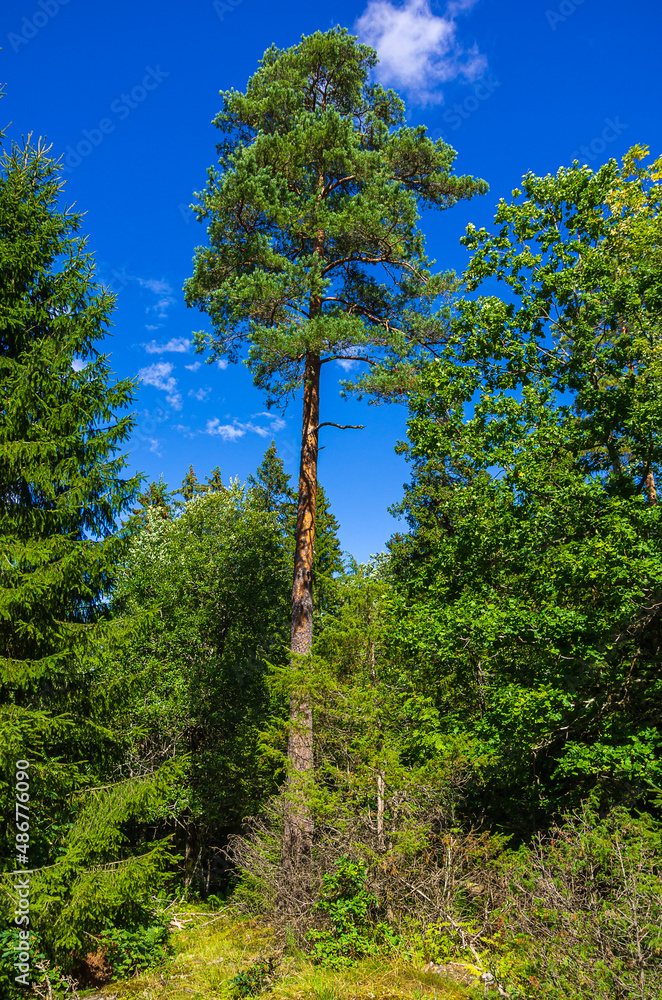 Fototapeta premium Piece Of Mixed Forest
