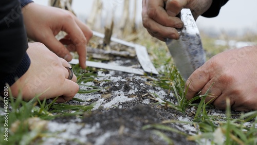 Farmer examines seeding of winter wheat plants. Checking young harvest in a snowy field close-up