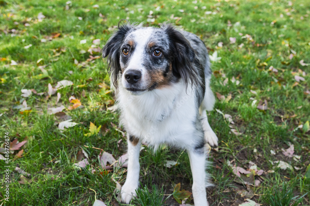 Blue Merle Australian Sheppard Aussie Dog or Puppy Playing Catch and Running Outside in the Grass Blue Merle Australian Sheppard Aussie Dog or Puppy Playing Catch and Running Outside in the Grass