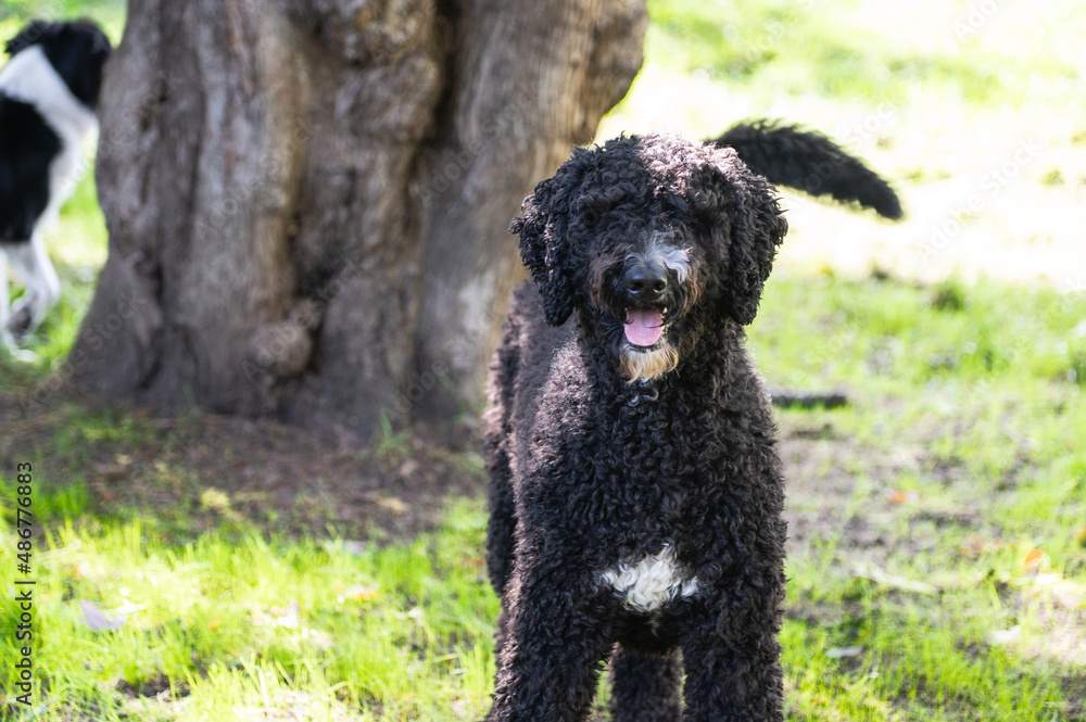 Happy Black Fluffy Golden Doodle or Poodle Playing Catch With a Ball and Spending Time Outside Happy Black Fluffy Golden Doodle or Poodle Playing Catch With a Ball and Spending Time Outside