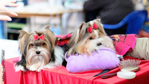 Wonderful dogs Beaver Yorkshire Terrier with long hair and red bonts lie on pillows photo