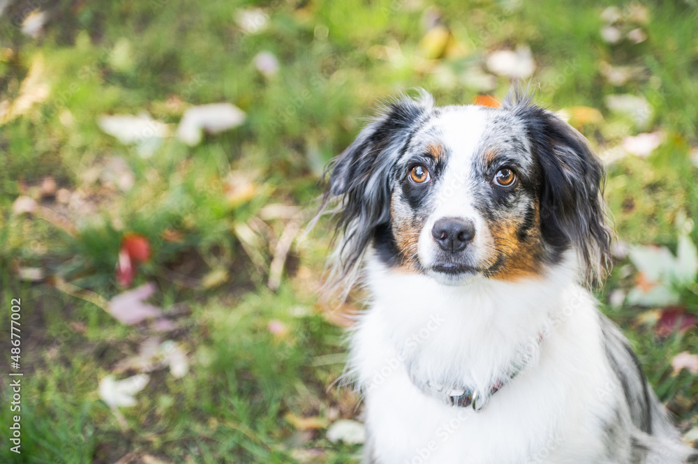 Blue Merle Australian Sheppard Aussie Dog or Puppy Playing Catch and Running Outside in the Grass