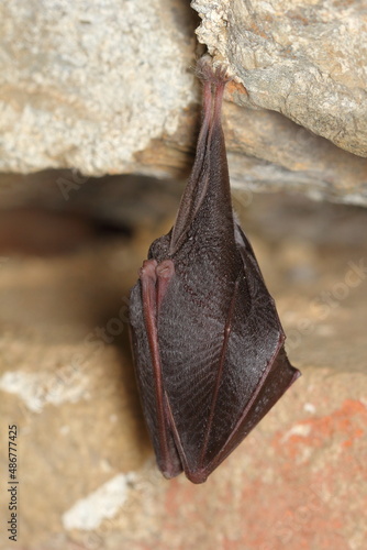 The lesser horseshoe bat (Rhinolophus hipposideros) wintering individual on wall