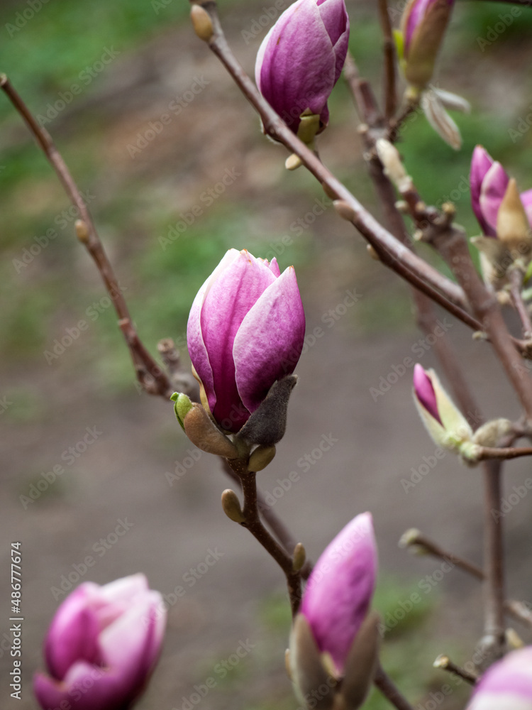 pink magnolia flowers pink magnolia flowers