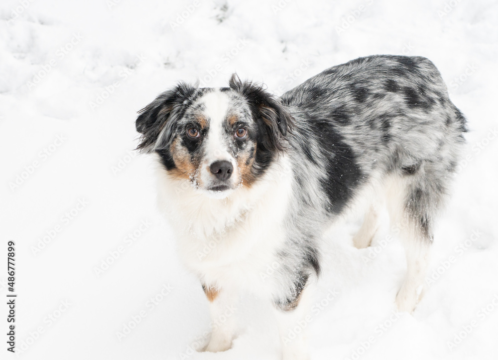 Blue Merle Miniature Australian Sheppard Dog Playing Outside in The Falling Snow Blue Merle Miniature Australian Sheppard Dog Playing Outside in The Falling Snow
