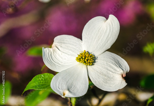 View of one beautiful dogwood flower with blooming redbud tree in background photo