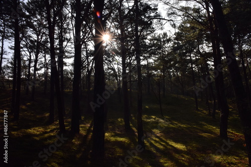 Fototapeta Naklejka Na Ścianę i Meble -  drzewo