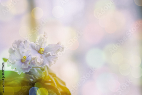 Soft warm nature spring background with pronounced bokeh and blur © Tilra