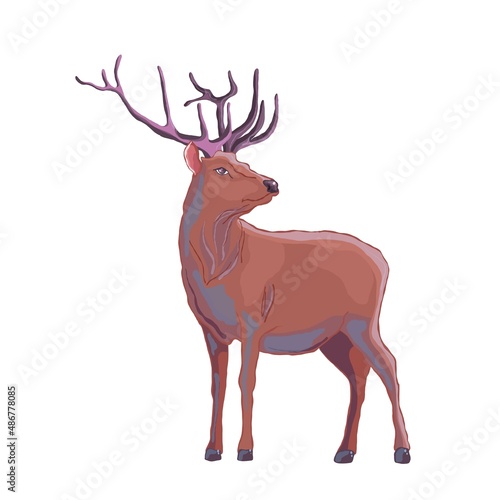 deer portrait, vector art illustration, freehand clipart good for card, t-shirt and print design © MiriShagal