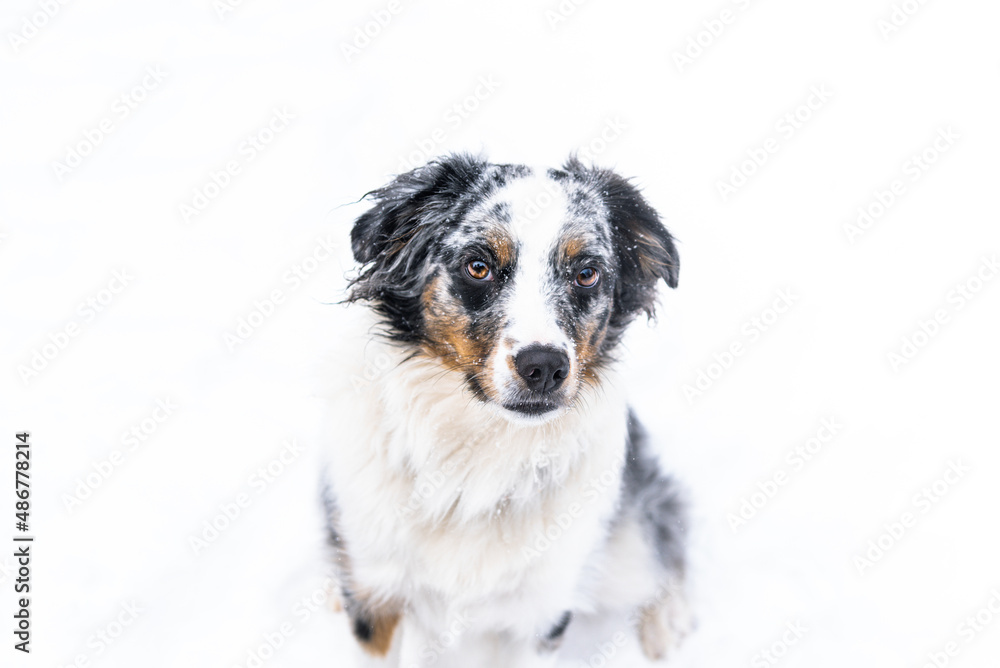 Blue Merle Miniature Australian Sheppard Dog Playing Outside in The Falling Snow