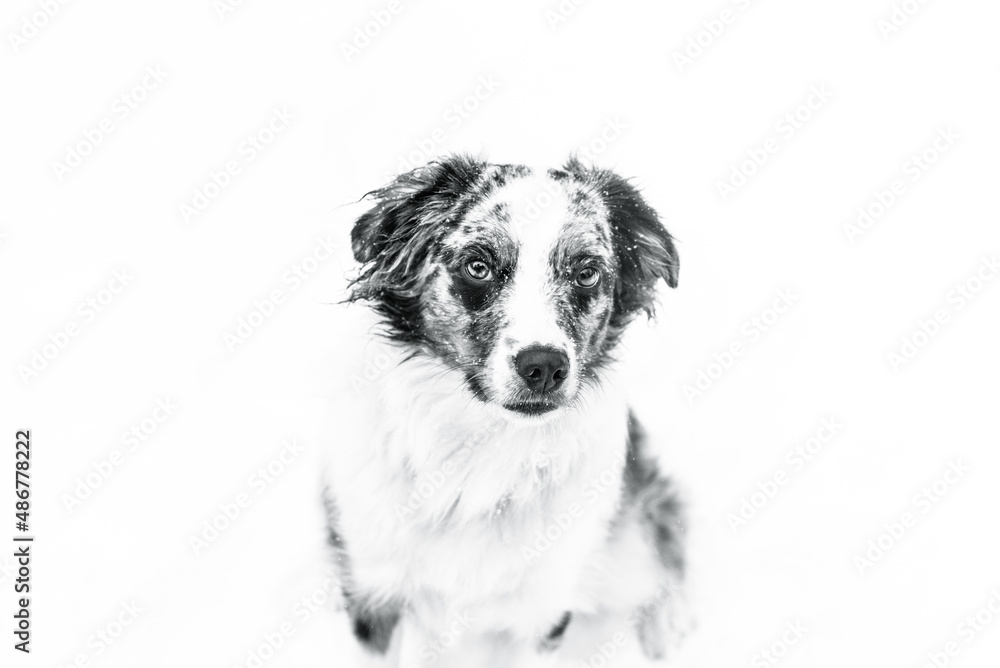 Blue Merle Miniature Australian Sheppard Dog Playing Outside in The Falling Snow Blue Merle Miniature Australian Sheppard Dog Playing Outside in The Falling Snow