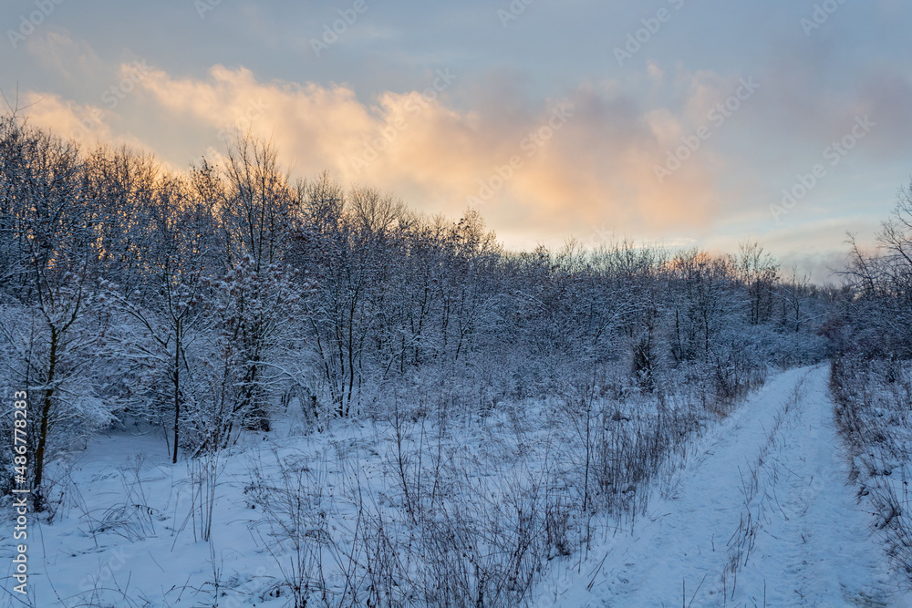 Winter sunset, pink clouds and snow covered trees