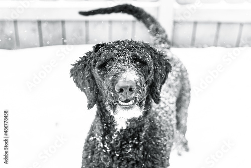 Black and White Golden Doodle Poodle Playing Outside With Snowflakes on Fur Sitting Outside During Michigan Winter photo