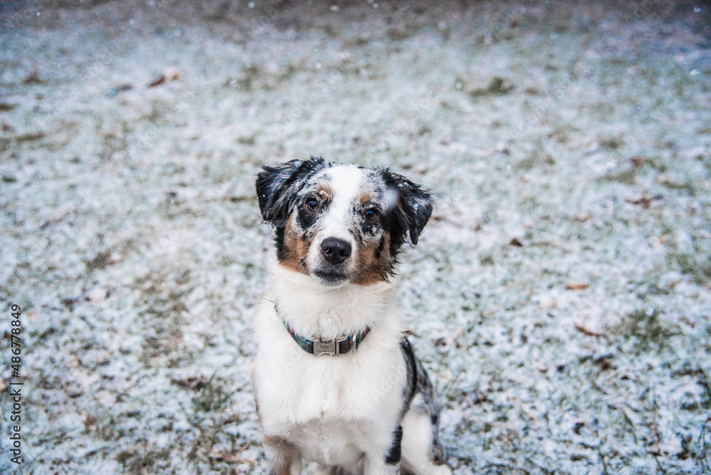 Blue Merle Australian Sheppard With Snowflakes on Fur Sitting Outside During Michigan Winter Blue Merle Australian Sheppard With Snowflakes on Fur Sitting Outside During Michigan Winter