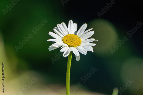 A closeup of a white flower in a field
