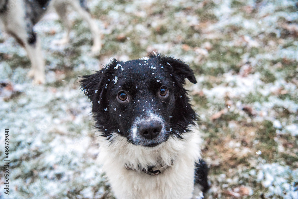 Black and White Australian Sheppard With Snowflakes on Fur Sitting Outside During Michigan Winter Black and White Australian Sheppard With Snowflakes on Fur Sitting Outside During Michigan Winter