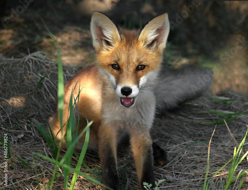 A wild red fox cub at its burrow in its natural habitat.