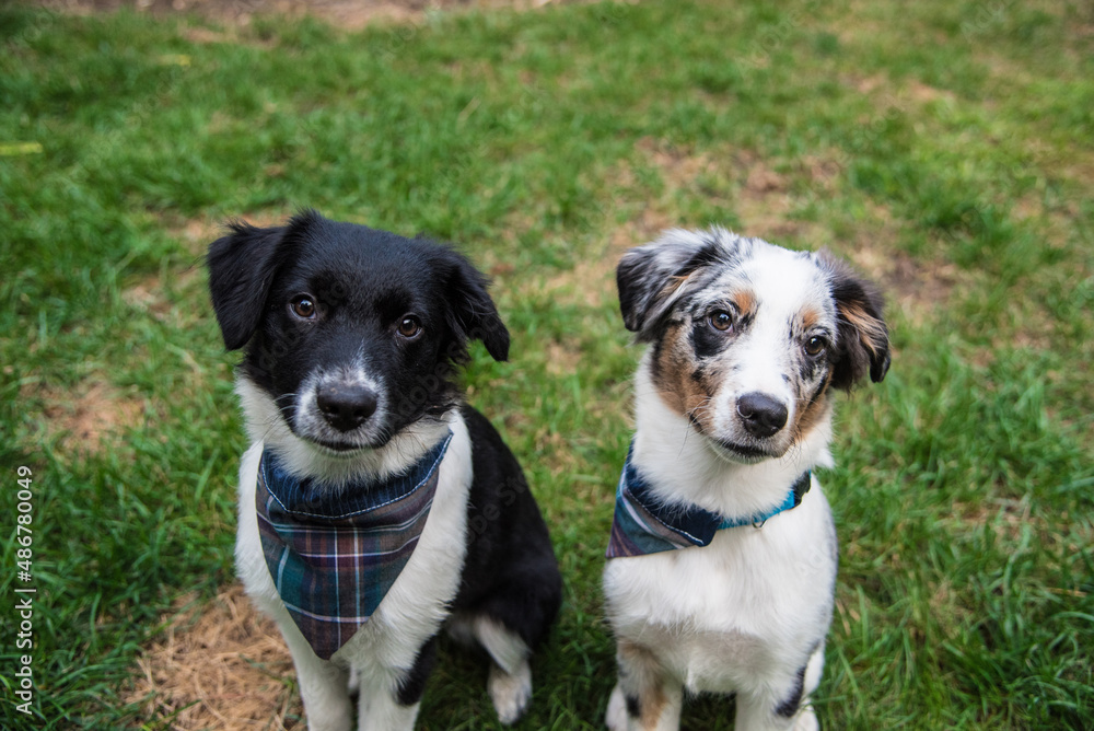 Australian Sheppard Puppies and Dogs Sitting Outside in the Sunshine and Grass