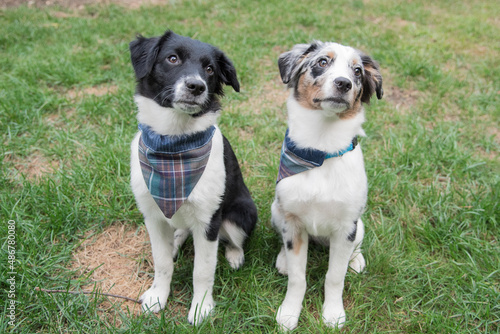 Australian Sheppard Puppies and Dogs Sitting Outside in the Sunshine and Grass
