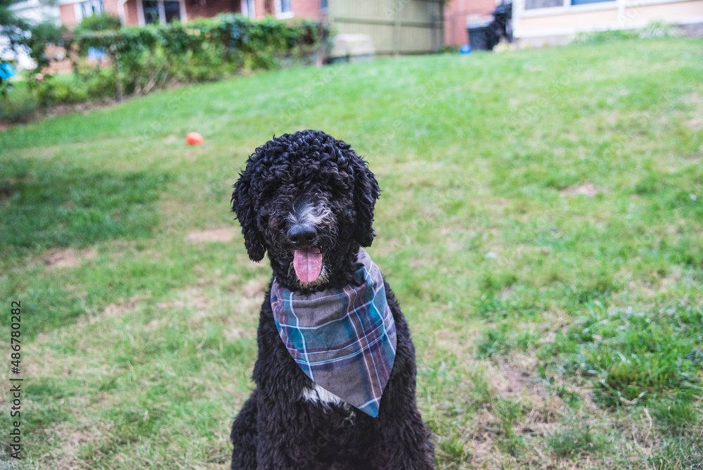 Black Golden Doodle or Poodle Sitting with a Bandanna in the Summer Black Golden Doodle or Poodle Sitting with a Bandanna in the Summer