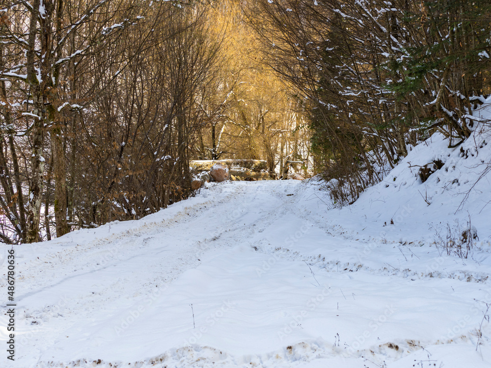 custom made wallpaper toronto digitalWinter landscape in the forest