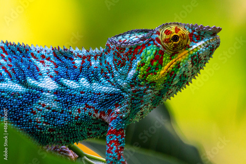 very colourful close up chameleon macro