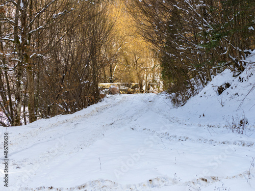 Wallpaper Mural Winter landscape in the forest Torontodigital.ca