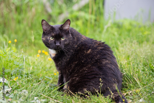 Cat in the grass