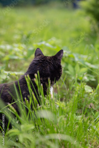 Cat in the grass