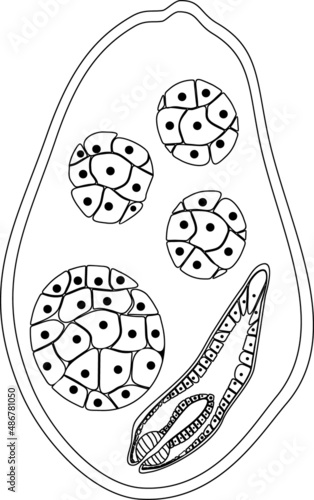 Coloring page with sporocyst with redia of Sheep liver fluke (Fasciola hepatica) isolated on white background